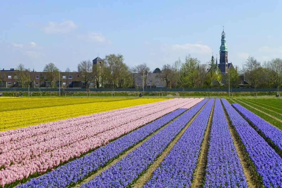 Keukenhof: Flower Fields Small-Group Cultural Bike Tour - Price and value: $68 that can offset multiple tickets