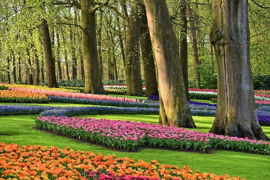 Keukenhof Gardens and Tulip Experience Tour from Amsterdam - Key Things I’d Prioritize on This Keukenhof Tour