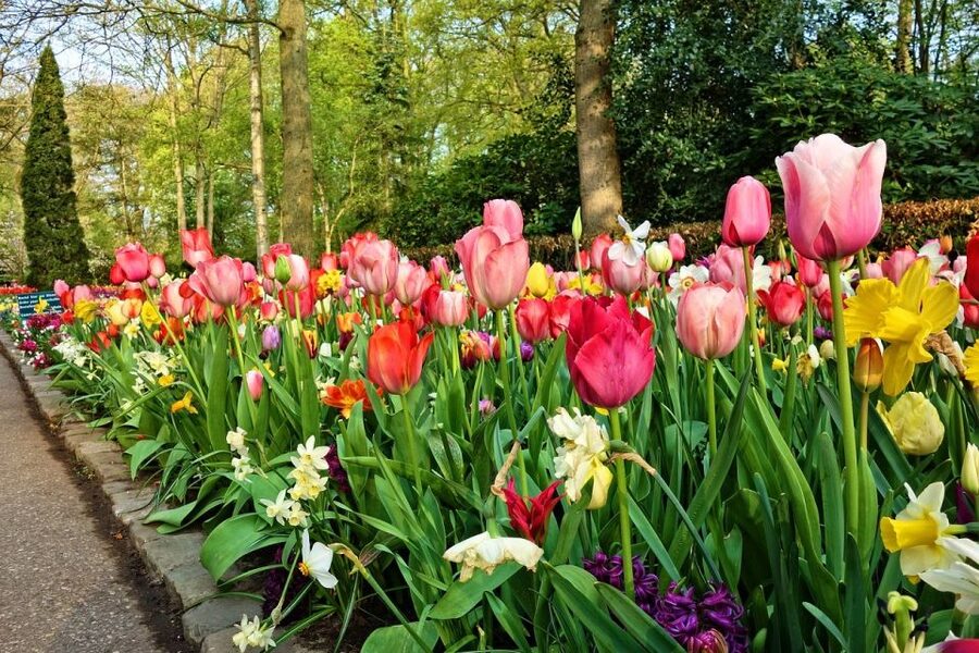 Keukenhof Gardens and Tulip Experience Tour from Amsterdam - The Amsterdam Photo Stop That Resets the Day
