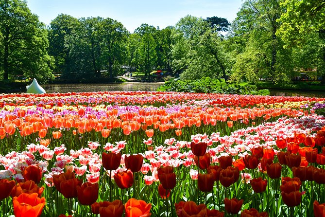 Keukenhof Gardens & Tulip Experience Tour from Amsterdam - What to pack and how to walk smarter inside Keukenhof