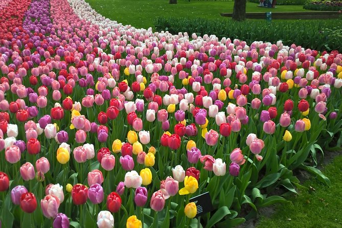 Keukenhof's Tulips and Windmills Small-Group Tour from Amsterdam - A Dutch Icons Day Trip That Actually Feels Like a Day Trip