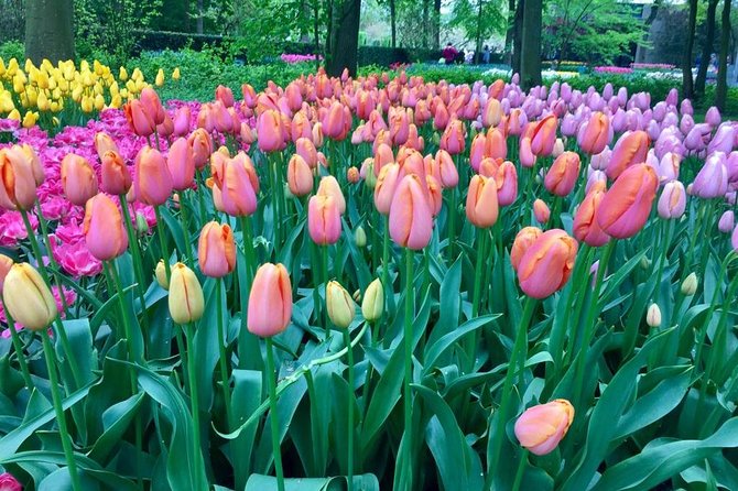 Keukenhof's Tulips and Windmills Small-Group Tour from Amsterdam - Catharina Hoeve Cheese Farm: Gouda Tastings With a Simple Lesson