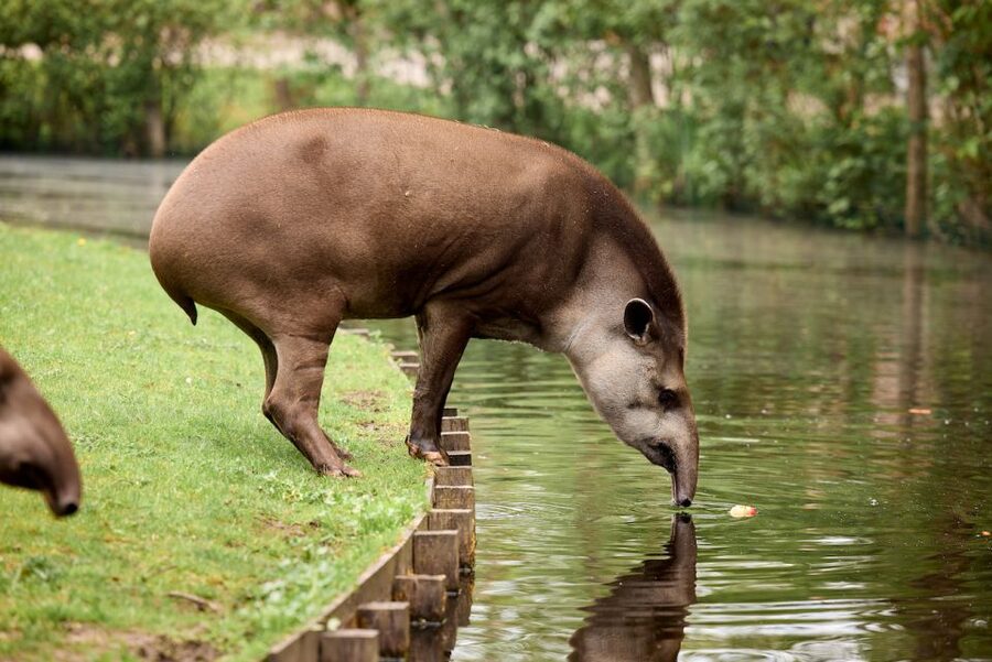 Leewarden: AquaZoo Entry Ticket - Should you book AquaZoo Leeuwarden entry tickets?