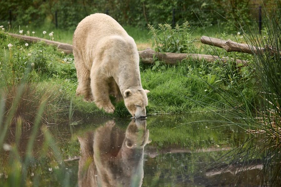 Leewarden: AquaZoo Entry Ticket - The big hits: penguins, seals, polar bears, and Amur tigers