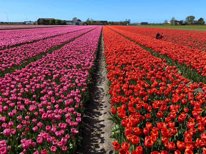 Lisse: Enjoy the Tulip Fields by Bike with a Local Guide! - Small practical tips for a smoother tulip-field ride
