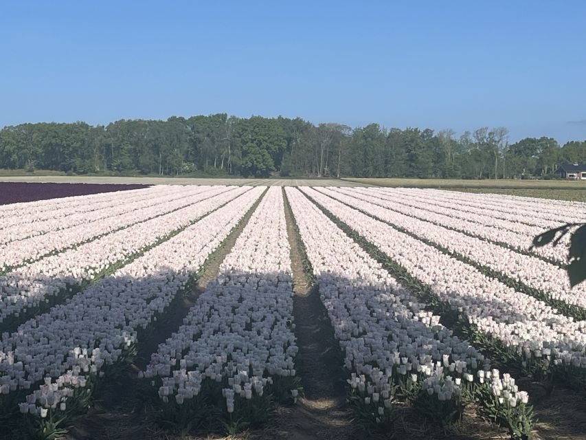 Lisse: Enjoy the Tulip Fields by Bike with a Local Guide! - Lisse and Keukenhof by bike, and why this route makes sense