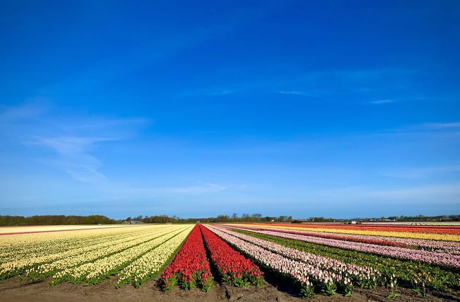 Lisse: Enjoy the Tulip Fields by Bike with a Local Guide! - Tulip farm stop and show garden walking: the best close-up time