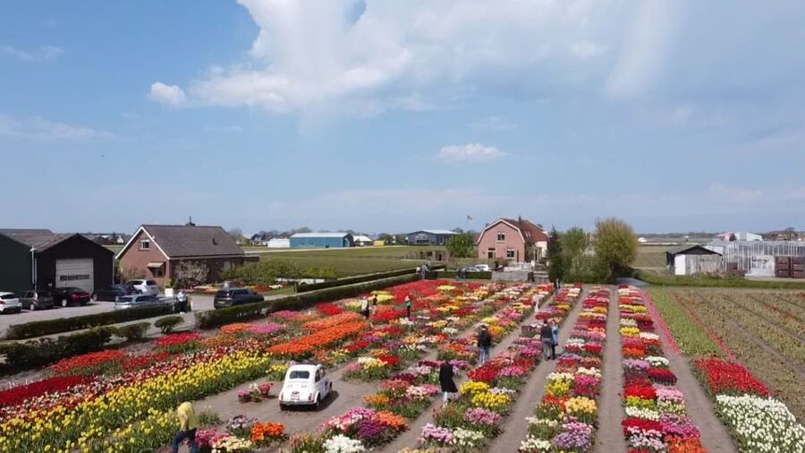 Lisse: Enjoy the Tulip Fields by Bike with a Local Guide! - Kasteel Keukenhof and cycling by Keukenhof: big bulb scale, with one ticket detail