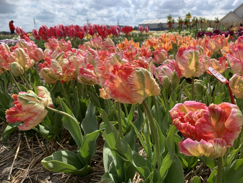 Lisse: Enjoy the Tulip Fields by Bike with a Local Guide! - Price and value: what $58 covers, and what you still need to budget
