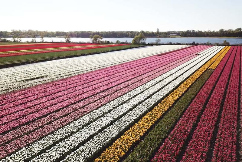 Lisse: Self-Guided Tulip Fields GPS Audio Tour - A small electric car makes the bulb fields feel close