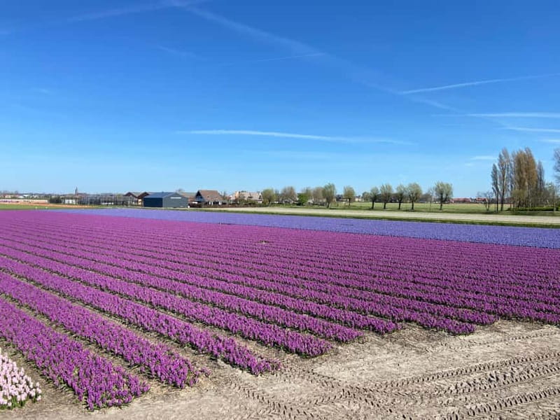 Lisse: Self-Guided Tulip Fields GPS Audio Tour - Practical driving and requirements, the stuff that matters