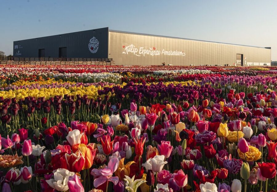 Lisse: Tulip Experience Ticket with Tulip Garden and Museum - Key Things I’d Prioritize