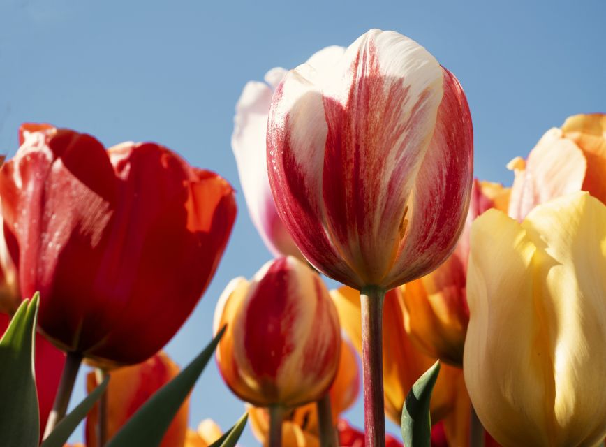 Lisse: Tulip Experience Ticket with Tulip Garden and Museum - Indoor Tulip Picking: Build Your Own Bunch and Leave With Color