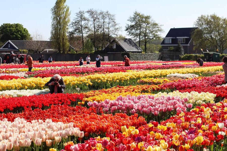 Lisse: Tulip Experience Ticket with Tulip Garden and Museum - Art, Cinema, Cafe Corner, and Souvenir Shopping