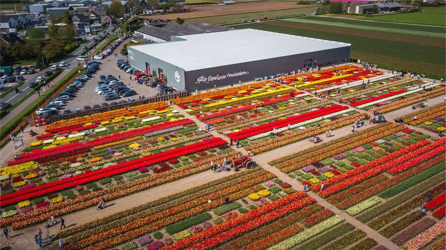 Lisse: Tulip Experience Ticket with Tulip Garden and Museum - Timing Tips: Beat Crowds and Avoid a Midday Squeeze