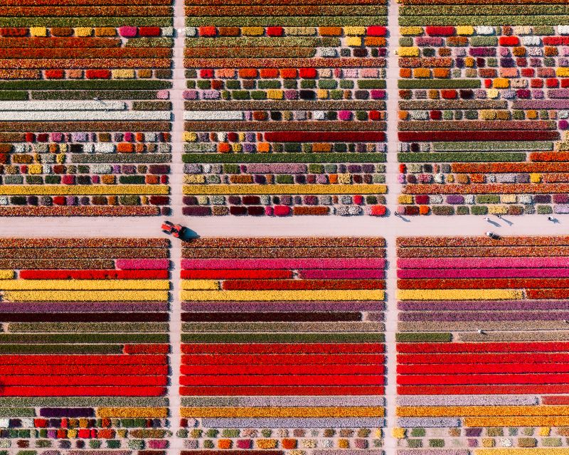 Lisse: Tulip Experience Ticket with Tulip Garden and Museum - Price and Value: Is $14 Worth It?