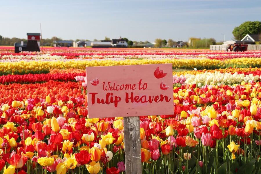 Lisse: Tulip Experience Ticket with Tulip Garden and Museum - Getting There Without Stress: Trains, Bus, Bike, and the Keukenhof Combo