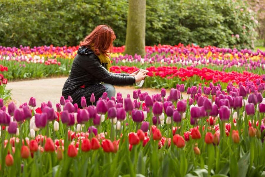 Magical Delft and the Keukenhof Estate: Tulips Galore - Keukenhof in 3 hours: how to see it without getting overwhelmed