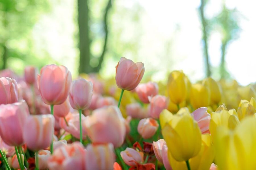 Magical Delft and the Keukenhof Estate: Tulips Galore - Getting there from Belgium: coach time that shapes the day