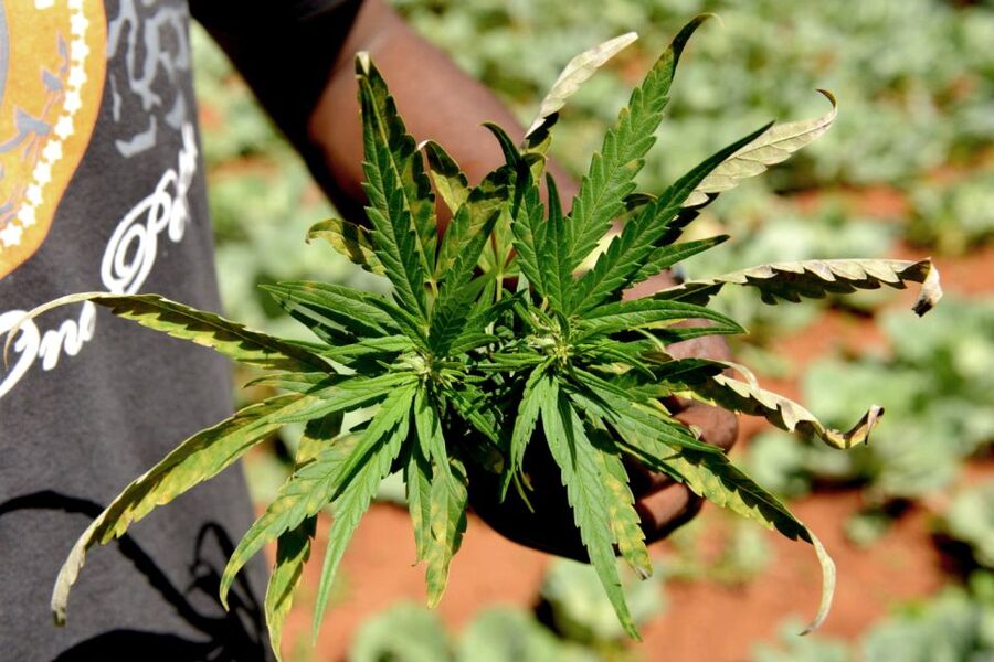 Mike Tyson inspired cannabis tour PRIVATE - Why this Mike Tyson themed tour feels different in Amsterdam