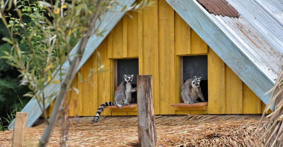 Overloon: ZooParc Entrance Ticket - What you should pay attention to (so the day feels worth it)