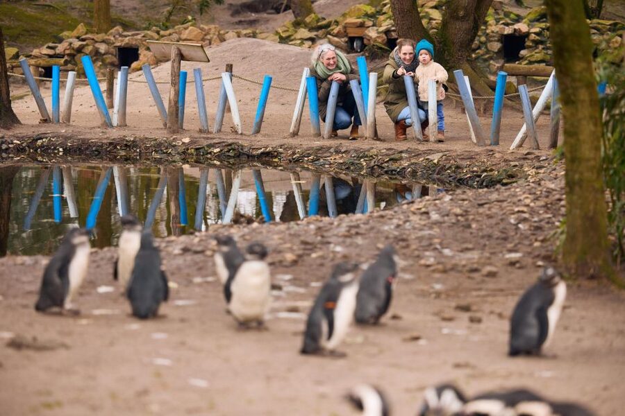 Overloon: ZooParc Entrance Ticket - How the day flows: HQ to Boulders Beach to the Outback