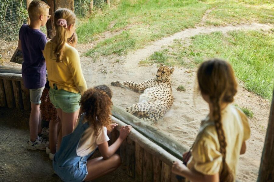 Overloon: ZooParc Entrance Ticket - Amazon and Jangalee: monkeys in the trees, then the tigers