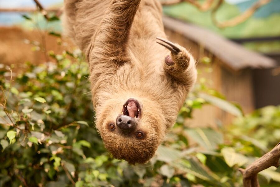 Overloon: ZooParc Entrance Ticket - Price and value: is a $26 ticket actually worth it?