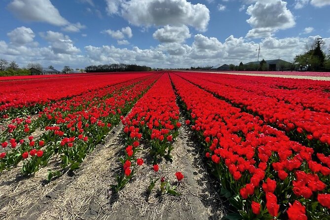 Private Guided Tour of Keukenhof Tulip Gardens & Private Windmill - Timing and pacing: how a 7-hour day stays enjoyable