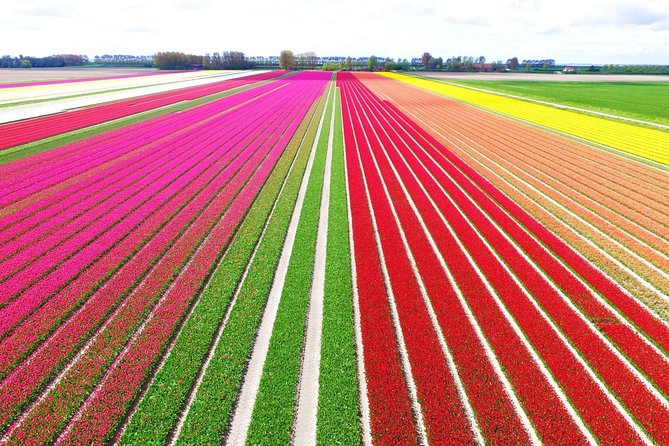 Private Keukenhof Park and Tulip Fields Tour (Skip-The-Line) - Key highlights to know before you go