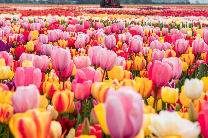 Private Tulip Fields, Windmills and Cheese Tour from Amsterdam - Key highlights worth your attention