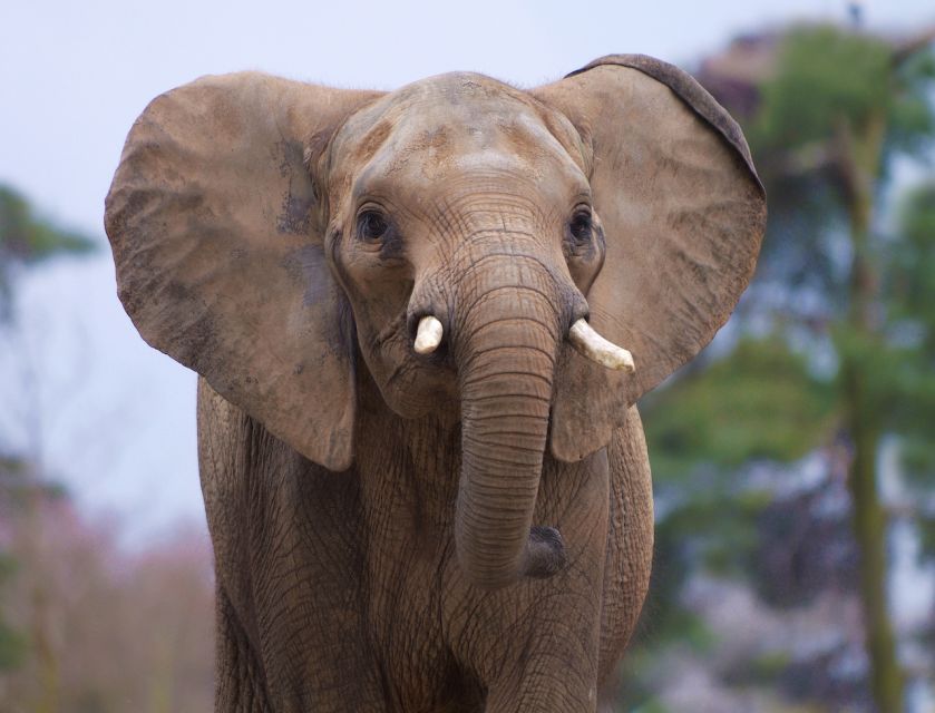 Rhenen: Ouwehands Zoo Entry Ticket - Price and Value: Is a $36 One-Day Ticket Worth It?