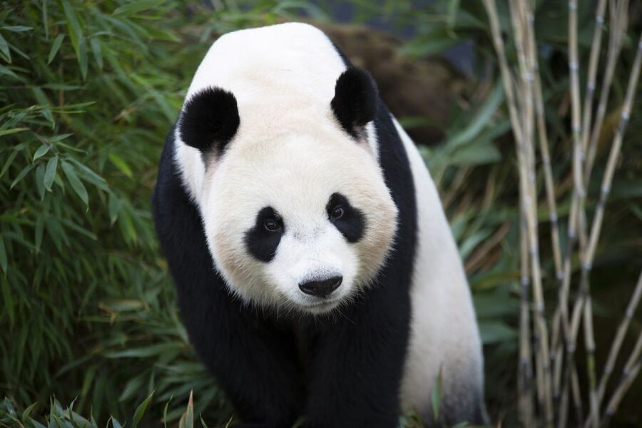 Rhenen: Ouwehands Zoo Entry Ticket - The Panda Enclosure: The Netherlands’ Only One for a Reason