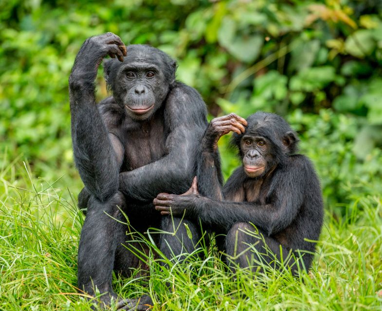 Rhenen: Ouwehands Zoo Entry Ticket - Monkeys, Refreshments, and the Maki Lounge Reset