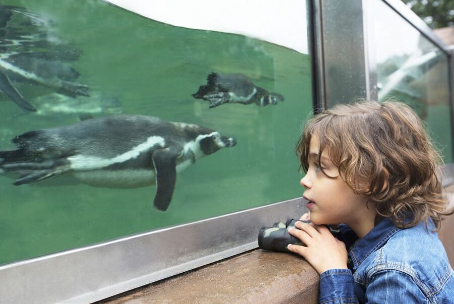 Rhenen: Ouwehands Zoo Entry Ticket - Polar Bears, Leopards, and Red Pandas With Real Habitat Context