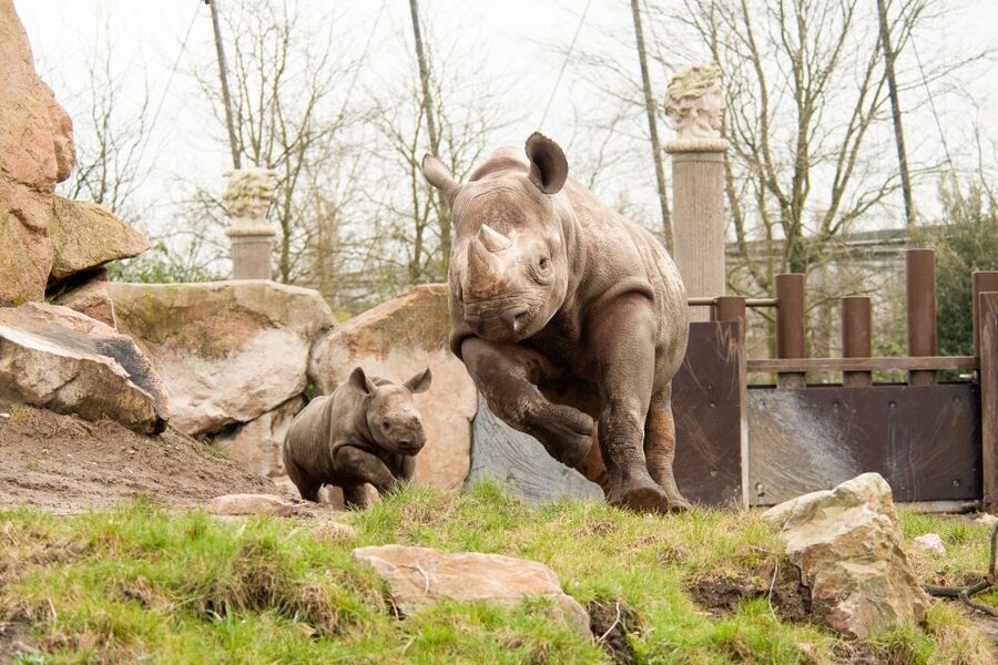 Rotterdam: Rotterdam Zoo Blijdorp Entry Ticket - Taman Indah and the Asian route: elephants, rhinos, and mostly covered greenery