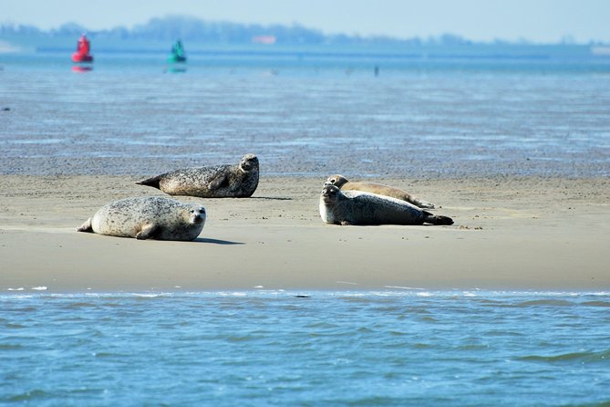 Seal Safari at UNESCO Site Waddensea from Amsterdam - Leaving Amsterdam for the Wadden Sea, without the hassle