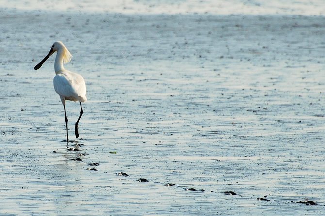 Seal Safari at UNESCO Site Waddensea from Amsterdam - Twisk detour: a short walk in a 17th century village