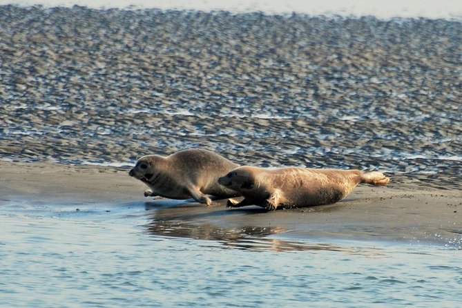 Seal Safari at UNESCO Site Waddensea from Amsterdam - What to pack for a chilly boat ride