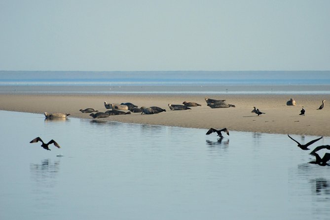 Seal Safari at UNESCO Site Waddensea from Amsterdam - How much is it really worth, around $149.78 per person