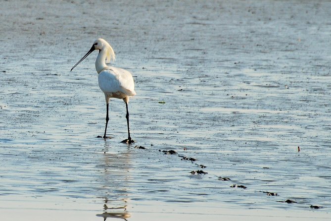 Seal Safari at UNESCO Site Waddensea from Amsterdam - Who should book this Seal Safari, and who should skip it