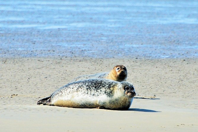 Seal Safari at UNESCO Site Waddensea from Amsterdam - Why the dike view is more than a photo stop