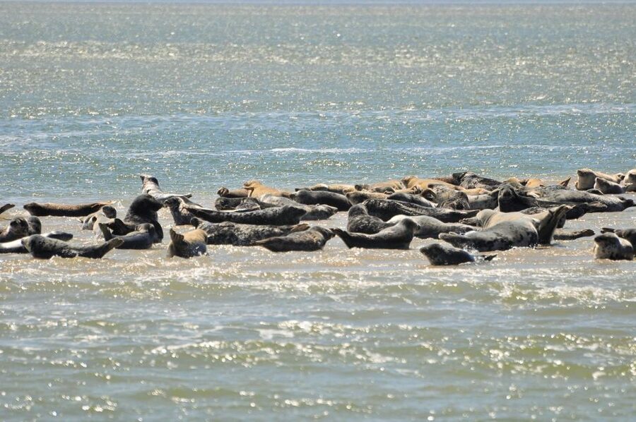 Small group full day island tour to Texel from Amsterdam - The best kind of guidance: your guide stays with you
