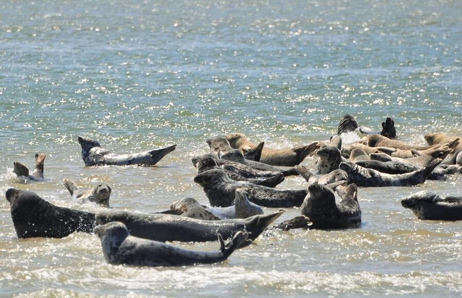 Small group full day island tour to Texel from Amsterdam - Who this Texel tour is best for
