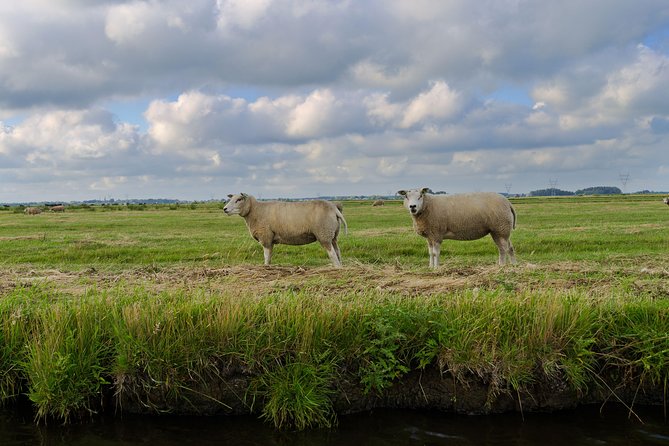Small-Group Guided Sunset Canoe Tour in Waterland with Dinner - The canoe paddle through reed beds, meadows, and wooden-house waterways