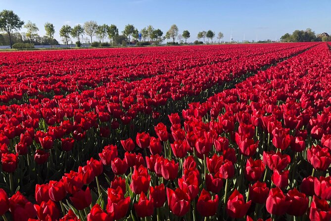 Small Group Keukenhof and Delft Guided Tour from Amsterdam - Who should book this Amsterdam-to-Keukenhof-and-Delft tour