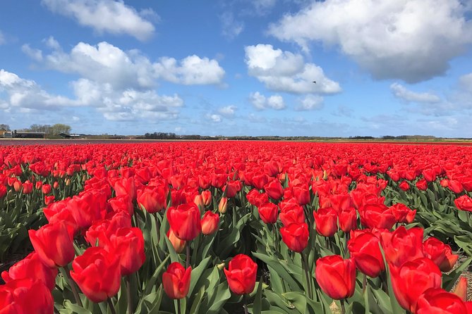 Small Group Tulip and Spring Flower Fields Bike Tour - Dutch spring by bike, not by bus: why this Alkmaar tour works