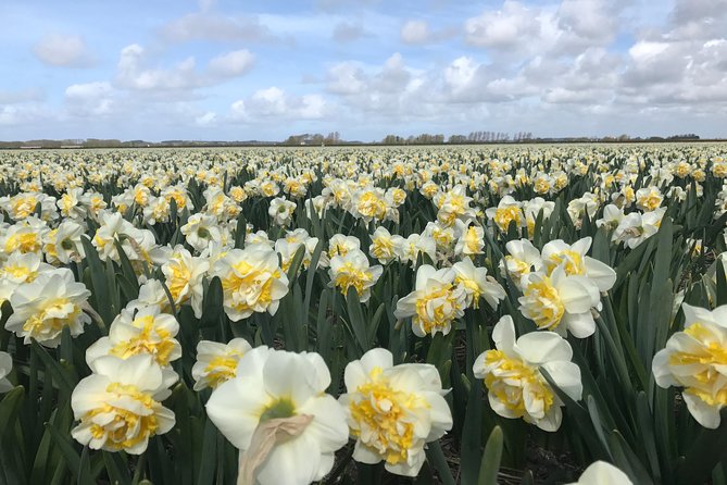 Small Group Tulip and Spring Flower Fields Bike Tour - Touring tulip fields and farms: how the guide finds the best bloom
