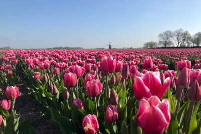 Small Group Tulip and Spring Flower Fields Bike Tour