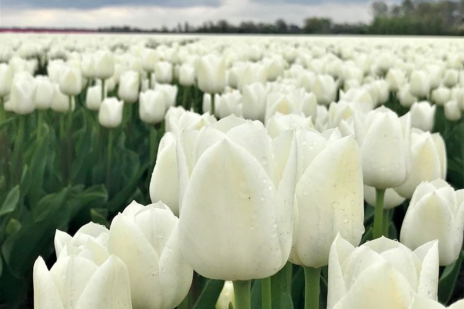 Small Group Tulip and Spring Flower Fields Bike Tour - Photo moments with farms, animals, and lookout views